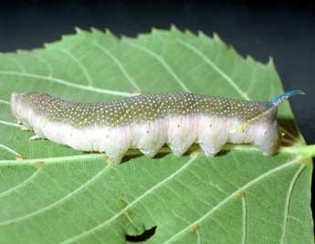  Chenille de Mimas tiliae L. - Philippe Mothiron