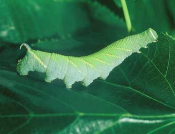  Chenille de Mimas tiliae L. - �Philippe Mothiron