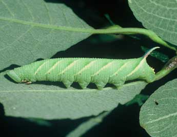  Chenille de Mimas tiliae L. - �Philippe Mothiron