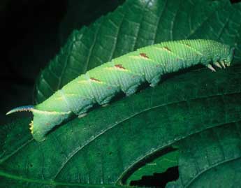  Chenille de Mimas tiliae L. - �Philippe Mothiron