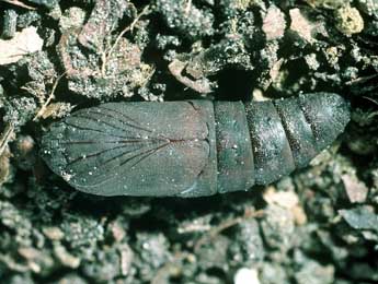  Chrysalide de Mimas tiliae L. - Philippe Mothiron