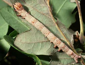  Chenille de Ophiusa tirhaca Cr. - Philippe Mothiron