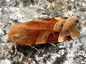 Noctua tirrenica S., B. &H. adulte - Daniel Morel