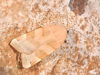 Noctua tirrenica S., B. &H. adulte - Philippe Mothiron