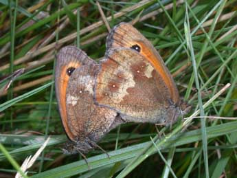 Pyronia tithonus L. adulte - Philippe Mothiron