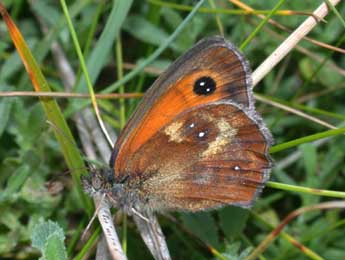 Pyronia tithonus L. adulte - ©Philippe Mothiron