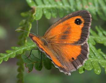 Pyronia tithonus L. adulte - ©Philippe Mothiron