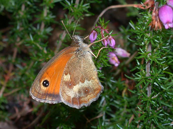 Pyronia tithonus L. adulte - Philippe Mothiron