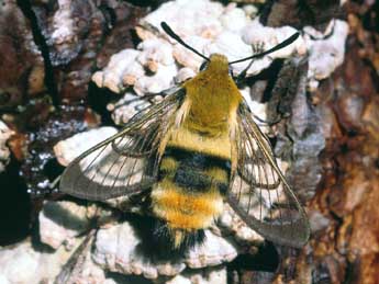 Hemaris tityus L. adulte - ©Serge Wambeke