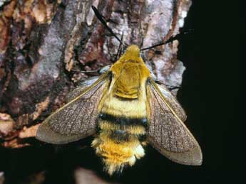 Hemaris tityus L. adulte - ©Serge Wambeke