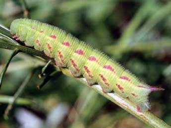  Chenille de Hemaris tityus L. - Serge Wambeke