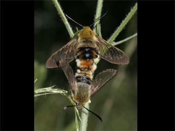 Hemaris tityus L. adulte - ©Sbastien Joffreau