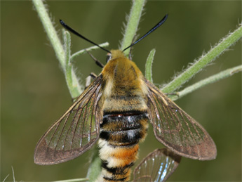 Hemaris tityus L. adulte - ©Sbastien Joffreau