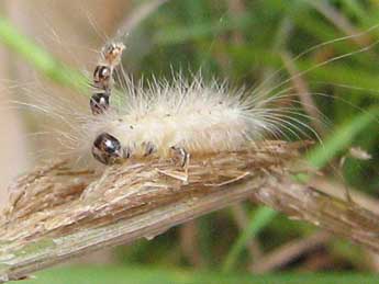  Chenille de Meganola togatulalis Hb. - Tineke Aarts