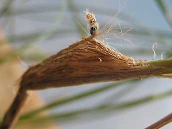  Chrysalide de Meganola togatulalis Hb. - Tineke Aarts