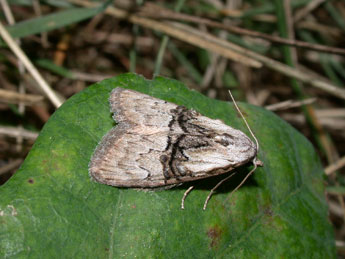 Meganola togatulalis Hb. adulte - ©Philippe Mothiron