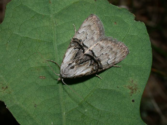 Meganola togatulalis Hb. adulte - ©Philippe Mothiron