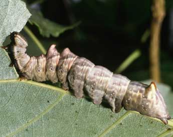  Chenille de Notodonta torva Hb. - ©Philippe Mothiron