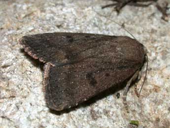 Amphipyra tragopoginis Cl. adulte - Philippe Mothiron