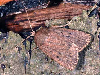 Amphipyra tragopoginis Cl. adulte - ©Philippe Mothiron