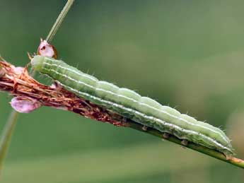  Chenille de Amphipyra tragopoginis Cl. - Daniel Morel