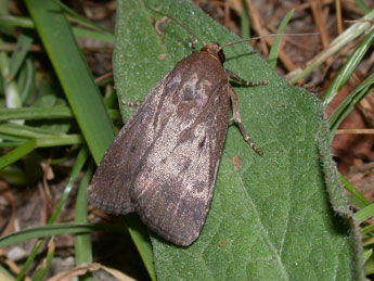 Amphipyra tragopoginis Cl. adulte - ©Philippe Mothiron