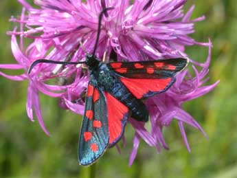 Zygaena transalpina Esp. adulte - ©Philippe Mothiron