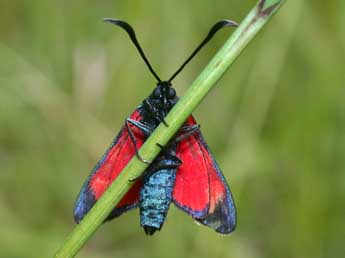 Zygaena transalpina Esp. adulte - ©Philippe Mothiron