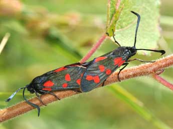 Zygaena transalpina Esp. adulte - Philippe Mothiron