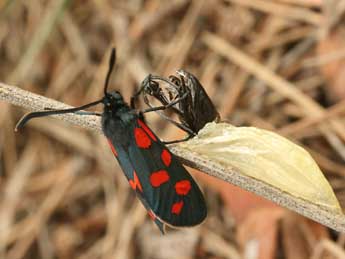 Zygaena transalpina Esp. adulte - Daniel Morel