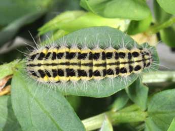  Chenille de Zygaena transalpina Esp. - ©Philippe Mothiron