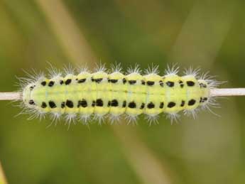  Chenille de Zygaena transalpina Esp. - ©Philippe Mothiron