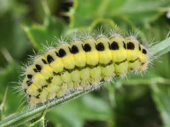  Chenille de Zygaena transalpina Esp. - Philippe Mothiron