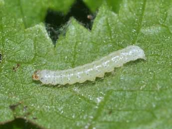  Chenille de Cosmia trapezina L. - Philippe Mothiron