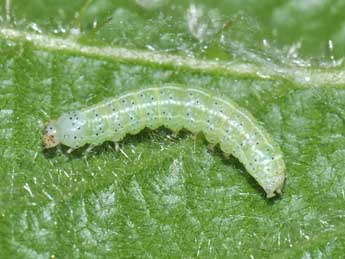  Chenille de Cosmia trapezina L. - ©Philippe Mothiron