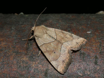 Cosmia trapezina L. adulte - Philippe Mothiron