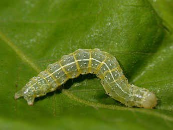  Chenille de Cosmia trapezina L. - ©Philippe Mothiron