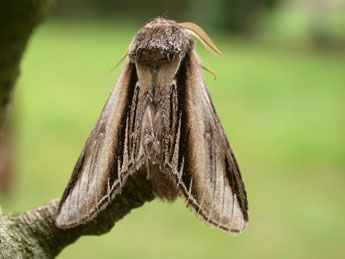 Pheosia tremula Cl. adulte - ©Philippe Mothiron