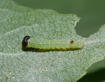  Chenille de Pheosia tremula Cl. - ©Philippe Mothiron