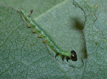  Chenille de Pheosia tremula Cl. - ©Philippe Mothiron