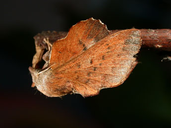 Phyllodesma tremulifolia Hb. adulte - Philippe Mothiron