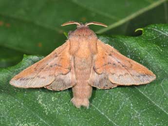 Phyllodesma tremulifolia Hb. adulte - Philippe Mothiron