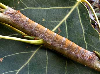  Chenille de Phyllodesma tremulifolia Hb. - ©Daniel Morel