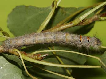  Chenille de Phyllodesma tremulifolia Hb. - ©Yann Baillet