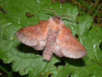 Phyllodesma tremulifolia Hb. adulte - Philippe Mothiron