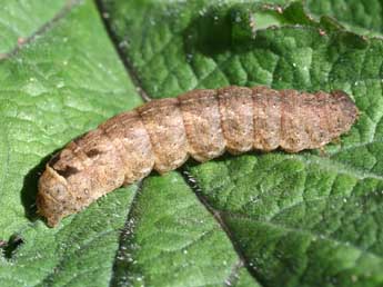  Chenille de Xestia triangulum Hfn. - ©Serge Wambeke