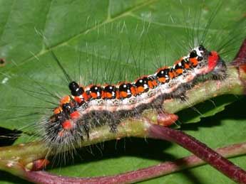  Chenille de Acronicta tridens D. & S. - ©Philippe Mothiron