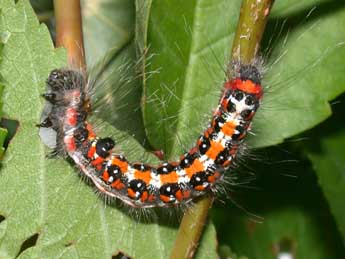  Chenille de Acronicta tridens D. & S. - ©Philippe Mothiron