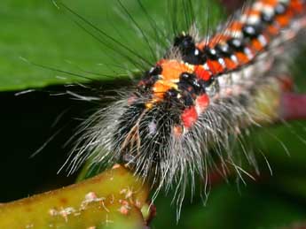  Chenille de Acronicta tridens D. & S. - ©Philippe Mothiron