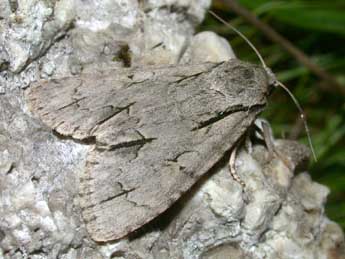 Acronicta tridens D. & S. adulte - ©Philippe Mothiron